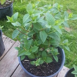 Meet your Posher, Kellianne